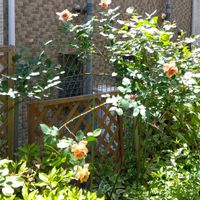 ジギタリス,フレンチラベンダー,薔薇 ジュリア,薔薇 スパニッシュビューティー,小さなお庭の画像