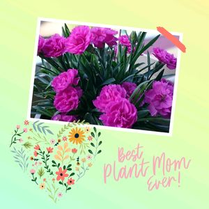カーネーション,ベランダガーデニング,母の日プレゼント,今日のお花,亡き母への画像