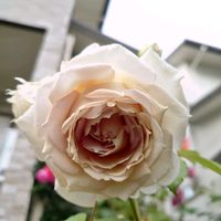 ローズ　ローブ　ドール,かわいい,ガーデニング,きれい,咲いた！の画像