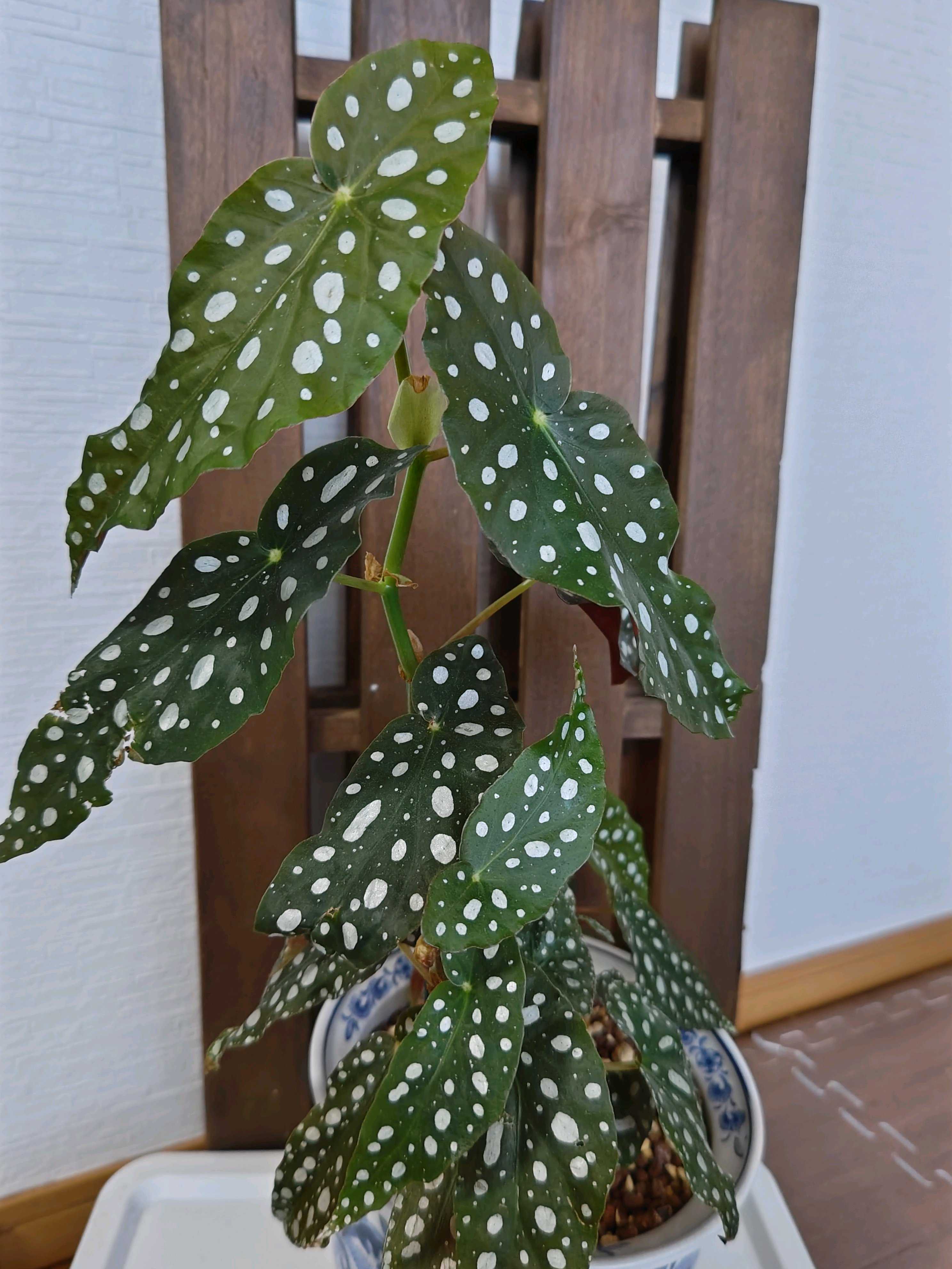 No.62 ベゴニアマクラータの挿し芽🌱｜🍀GreenSnap（グリーンスナップ）