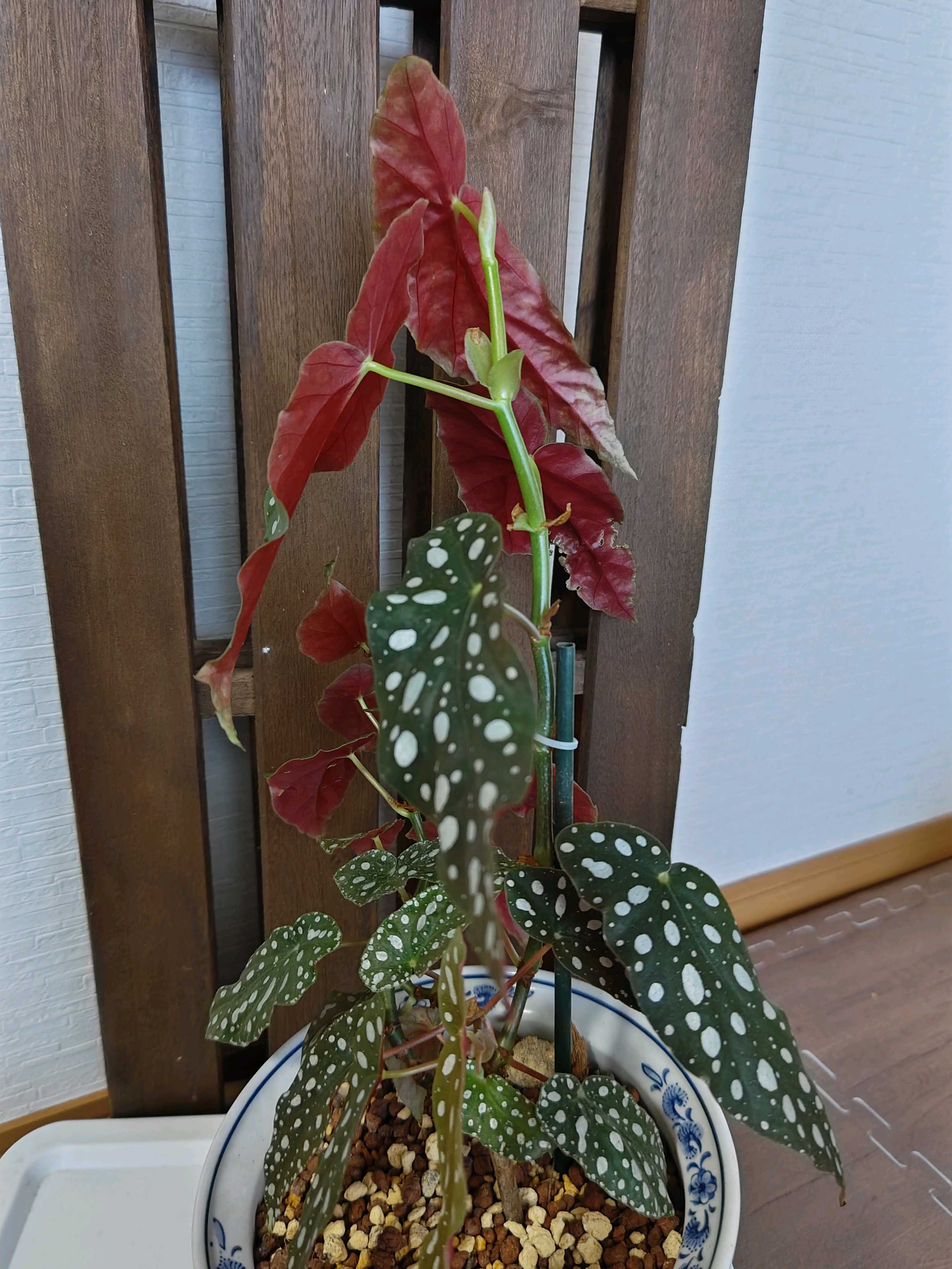 ⭐️希少⭐️ ベゴニア　マクラータ　斑入り　葉挿し用 No.62 ベゴニアマクラータの挿し芽🌱｜🍀GreenSnap（グリーン