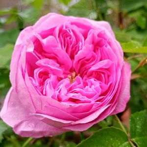 ミニバラ鉢植え,バラ・ミニバラ,ばら バラ 薔薇,薔薇・つるゴールドバニー,薔薇(鉢植え)の画像