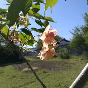 御衣黄桜(ぎょいこうざくら),畑の画像