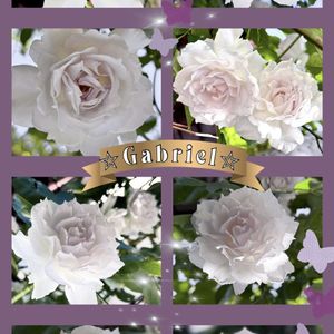 バラ,薔薇,ガブリエル,鉢植え,エレガントの画像