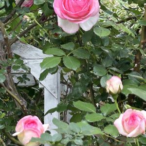 バラ,ピエールドゥロンサール,ピエールドゥロンサール,ピンクの花,植物のある暮らしの画像