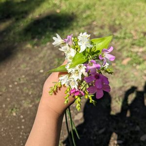 雑草,道端,花摘み,お花大好き♡,GSforキッズの画像