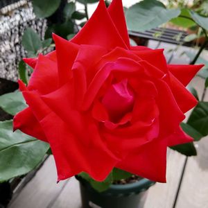 赤い薔薇,,鉢植え,ウッドデッキ,バラ初心者の画像