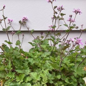 ペラルゴニウム・ラベンダーラス,寄せ植え,花のある暮らし,猫のいる暮らし,小さな庭の画像
