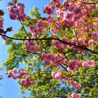 ツツジ,ボケ,八重桜,散歩,可愛らしいの画像