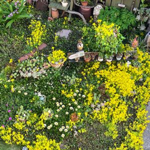 多肉植物,セダム属,黄色い花,いつもありがとう♡,手作りの庭の画像