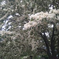 オオデマリ,デコポン,ナンジャモンジャ,白い花の画像