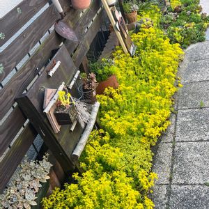 多肉植物,セダム属,黄色い花,いつもありがとう♡,手作りの庭の画像