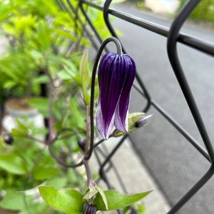 クレマチス,紫の花,フェンスの画像