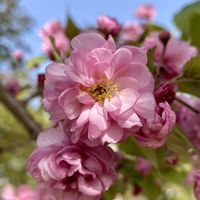 サクラ,釧路八重桜,さくら サクラ 桜,クシロヤエ,さくら 桜 サクラの画像