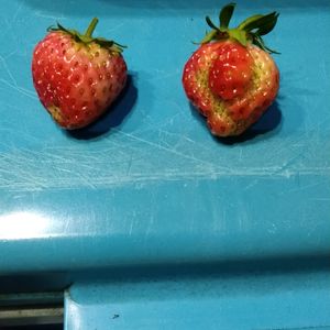 イチゴ♡,いちご成長記録,プランター栽培,一季なり苺,四季成りイチゴの画像