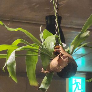 ビカクシダ,観葉植物,北海道,札幌の画像