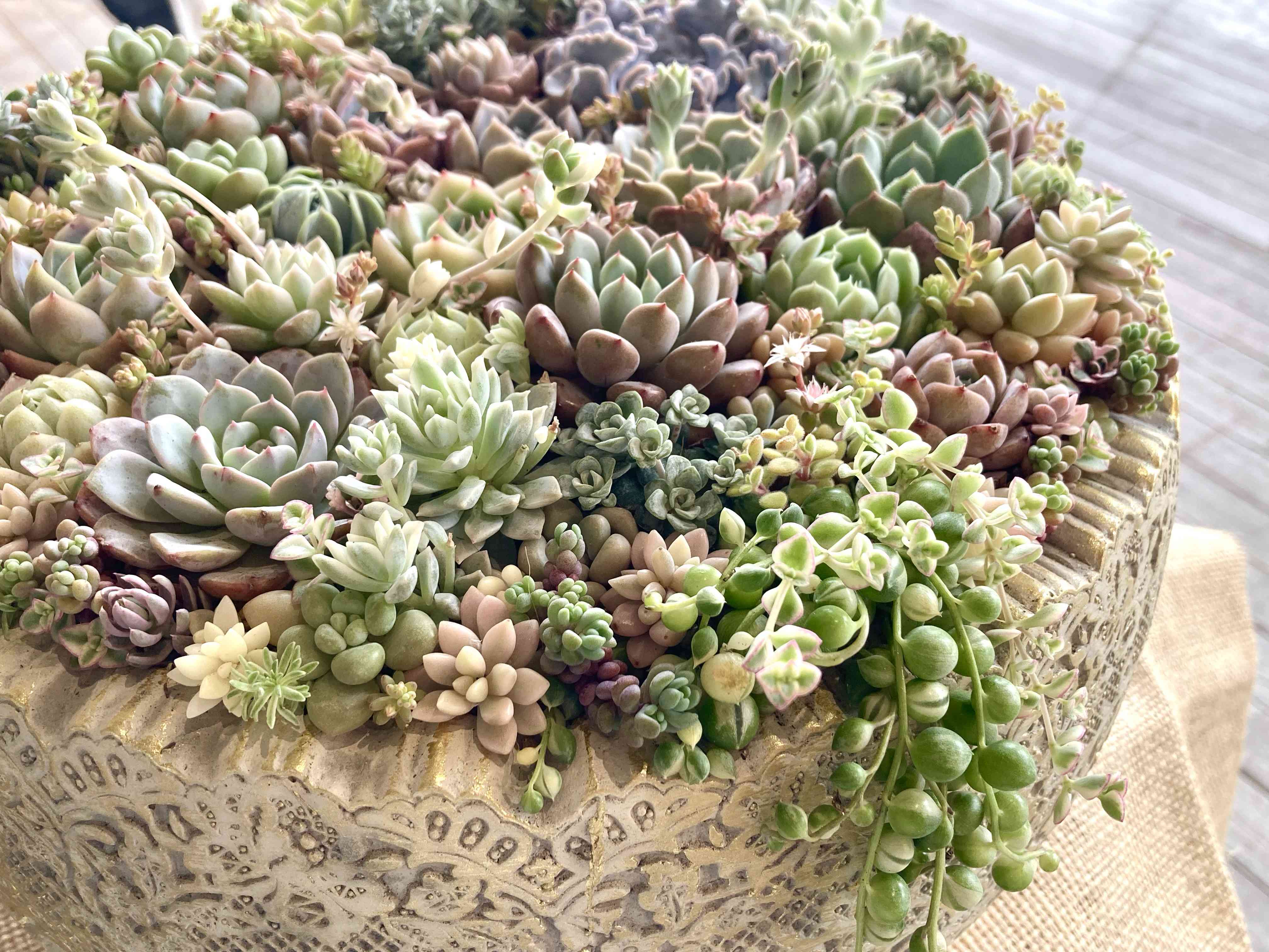 昭和記念公園の投稿画像 by はなずきんさん｜多肉寄せ植えとピーチ姫と