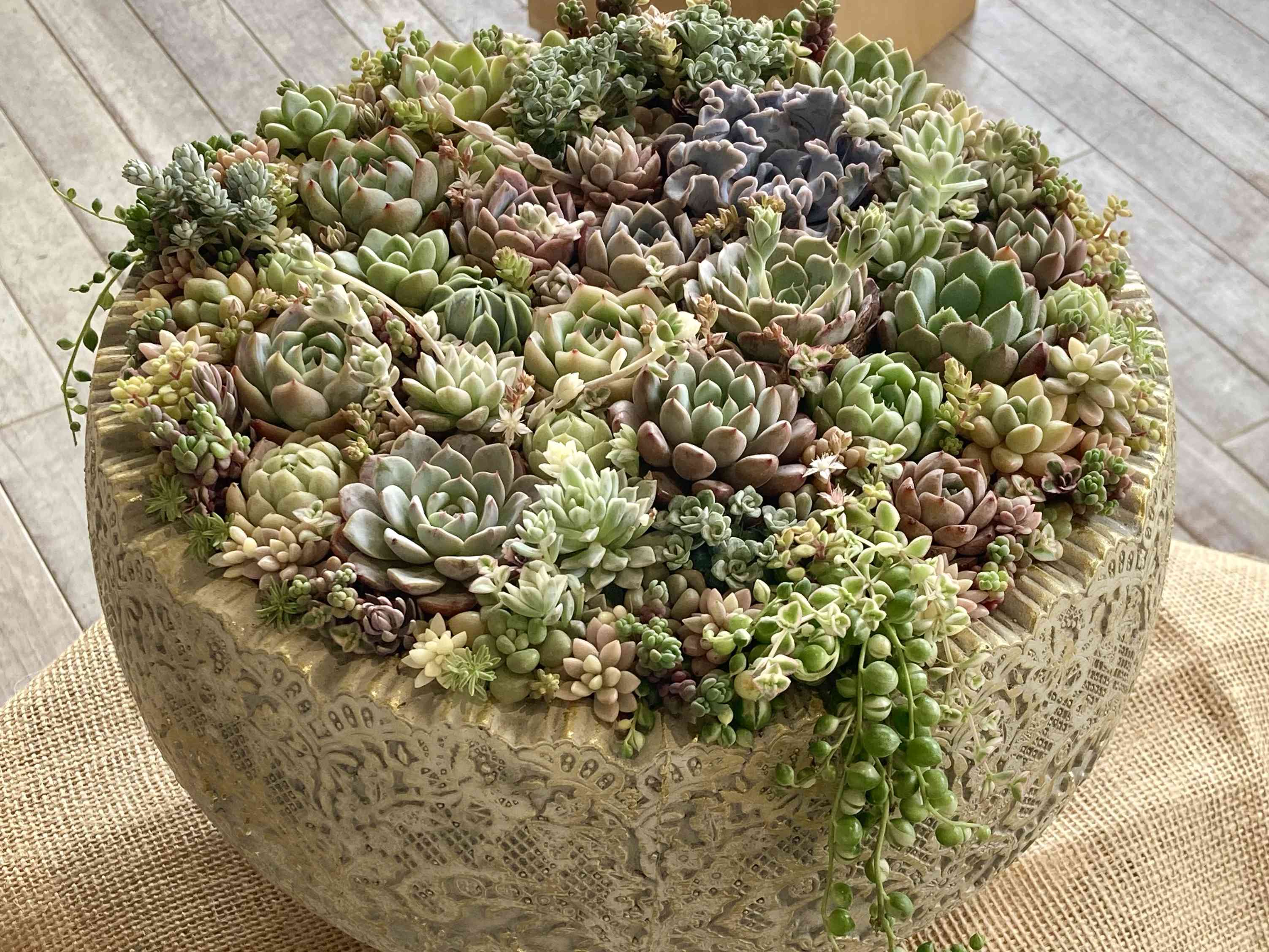 昭和記念公園の投稿画像 by はなずきんさん｜多肉寄せ植えとピーチ姫と