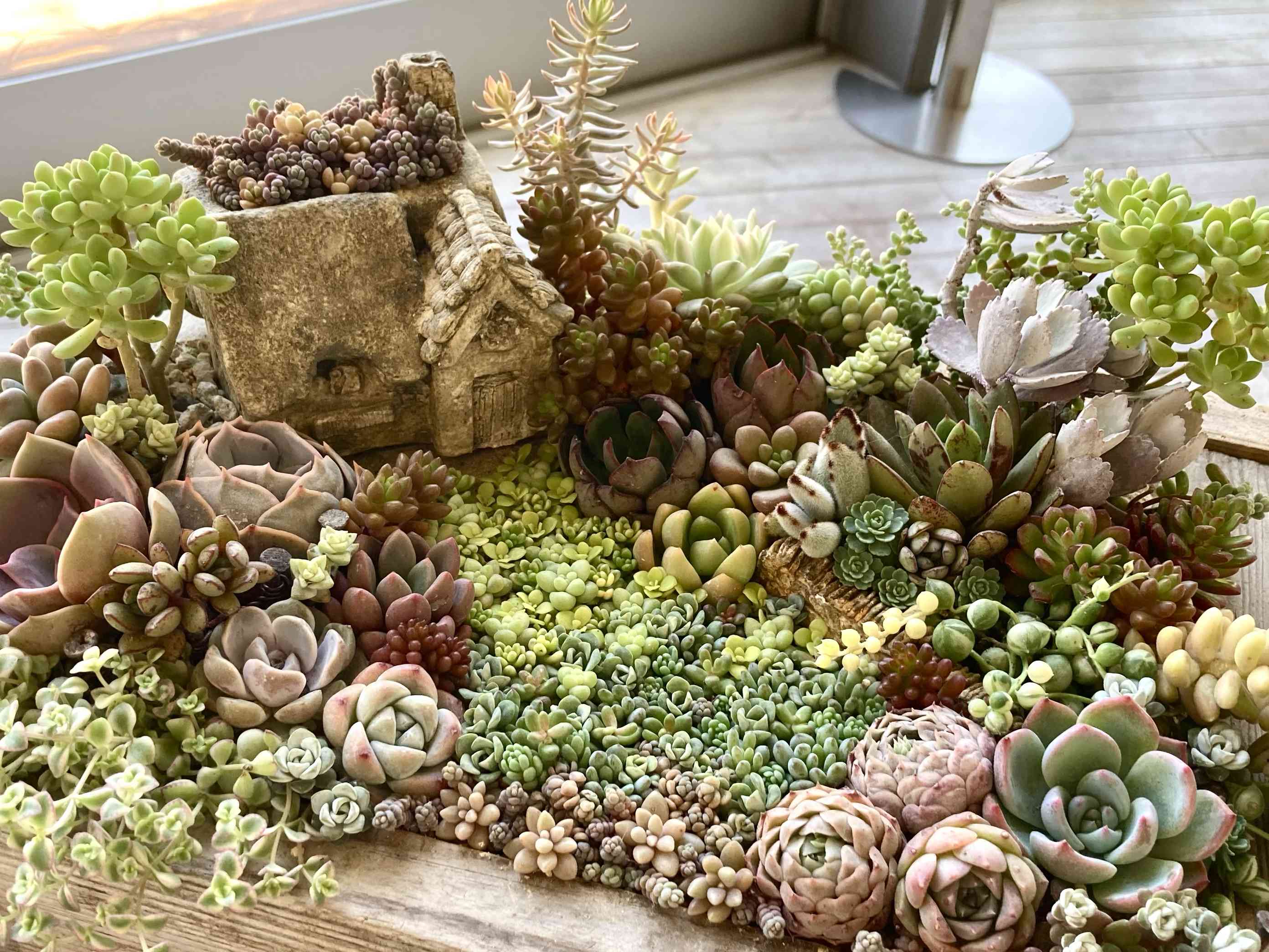 昭和記念公園の投稿画像 by はなずきんさん｜多肉寄せ植えとピーチ姫と