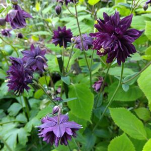 オダマキ,ナチュラルガーデン,マイガーデン,紫の花,今日の一枚の画像