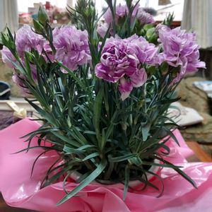 カーネーション,カーネーション(ファンシーバイオレット),母の日プレゼント,可愛い蕾,可愛い花の画像