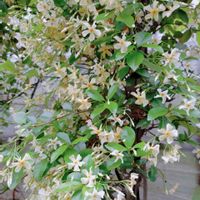 テイカカズラ,良い香り,花のある暮らし,ポット栽培の画像