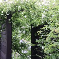 モッコウバラ,白モッコウバラ,白モッコウバラ,花のある暮らし,庭づくりの画像