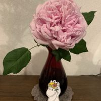 薔薇　コントドゥラフェール,切り花,良い香り,リビングルーム,ピンクのバラ♡の画像