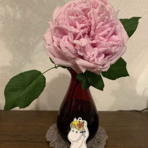 薔薇　コントドゥラフェール,切り花,良い香り,リビングルーム,ピンクのバラ♡の画像