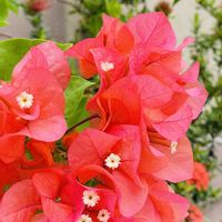 ブーゲンビリア,イカダカズラ,ピンクの花,南国の花の画像