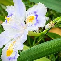 シャガ,蜘蛛の脱皮,多年草,花のある暮らし,昆虫シリーズの画像