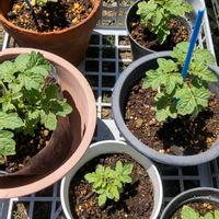 矮性ミニトマト,矮性ミニトマト,栽培記録,前回投稿あり,家庭菜園の画像