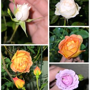 レディオブシャーロット,ミニバラ コルダーナ,バラ、薔薇、ばら,DIY,花のある暮らしの画像
