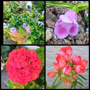 寄せ植え,鉢植え,地植え,花のある暮らし,小さい花壇の画像