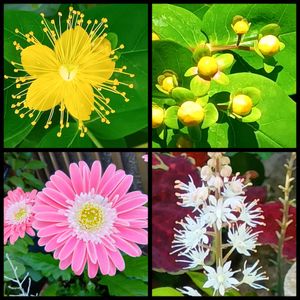 鉢植え,地植え,花のある暮らし,小さい花壇,ティアレアの花の画像