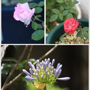 アガパンサス,ミニバラ,花のある暮らし,沖縄,バラ・ミニバラの画像