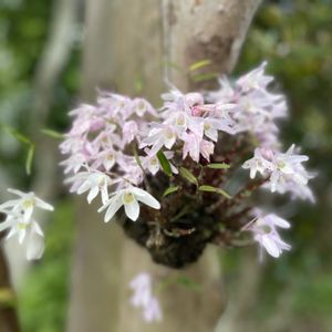 セッコク,苔玉,ラン科,ピンクの花,素敵な出会いに感謝の画像