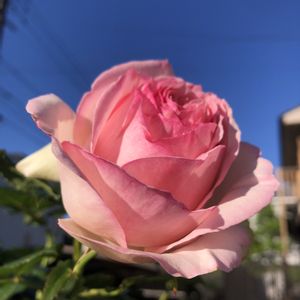 ピエールドゥロンサール,地植え,咲いた！,無農薬,ばら バラ 薔薇の画像