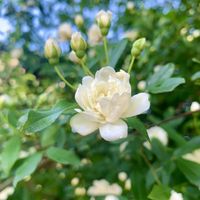 モッコウバラ,白いお花,我が家の樹木,❤️M.family❤️,福島からのエールの画像