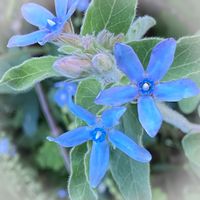ブルースター,花のある暮らし,ちいさな花,青・あお・ブルー,チーム・ブルーの画像