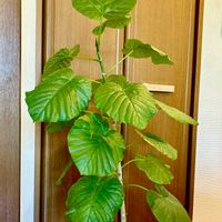 ウンベラータ,フィカス　ウンベラータ,観葉植物,ダイソー観葉植物,百均の観葉植物の画像