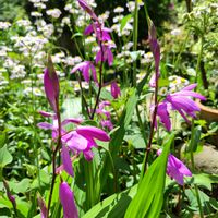 シラン（紫蘭）,ハルジオン(春紫苑),地植え,かわいい花,義父宅の庭の画像