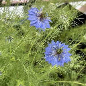 ニゲラ,一年草,種から,青い花,セリ科の画像