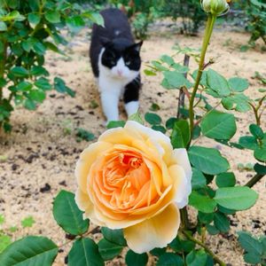 クラウンプリンセスマルガリータ,クラウンプリンセスマルガリータ,ネコ好き,薔薇に魅せられて,ローズガーデンの画像