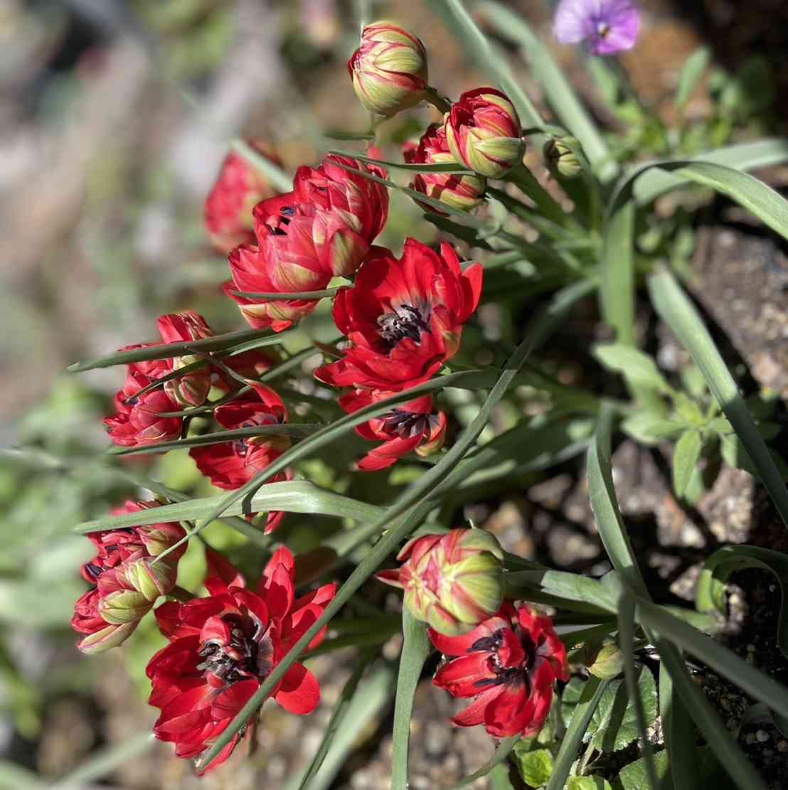 アネモネの投稿画像 by みみみさん｜チューリップと赤い花と秋植え球根