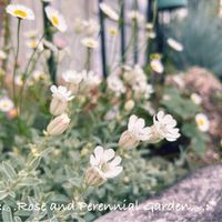 シレネ ナッキーホワイト,ナチュラルガーデン,イングリッシュガーデン,宿根草の庭,おうち園芸の画像