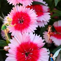 ナデシコ,綺麗〜❤️,ありがとう❤️,可愛いお花♡,感動❤️の画像