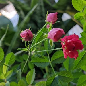 姫バラ　ほほえみルージュ,鉢植え,バラ・ミニバラ,ばら バラ 薔薇,バルコニー/ベランダの画像