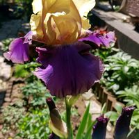 ジャーマンアイリス,ジャーマンアイリス‘ジュラシックパーク’,庭の花,でかい！,花のある暮らしの画像