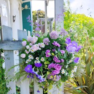 ペチュニア,紫陽花,かわいい,寄植え,癒しの画像